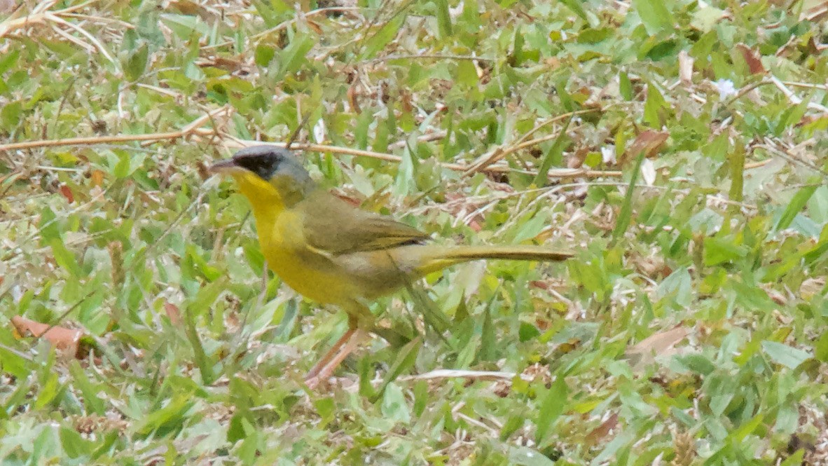 Вінценос південний - ML647353260