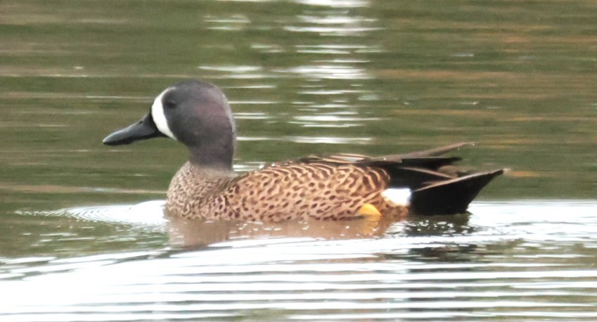 Чирянка блакитнокрила - ML647353261