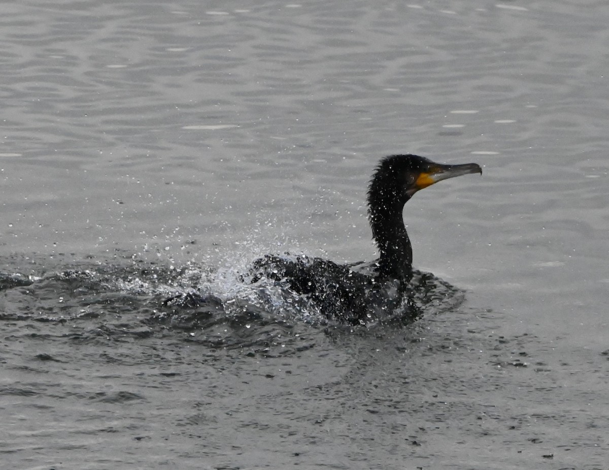 Great Cormorant - ML647353262
