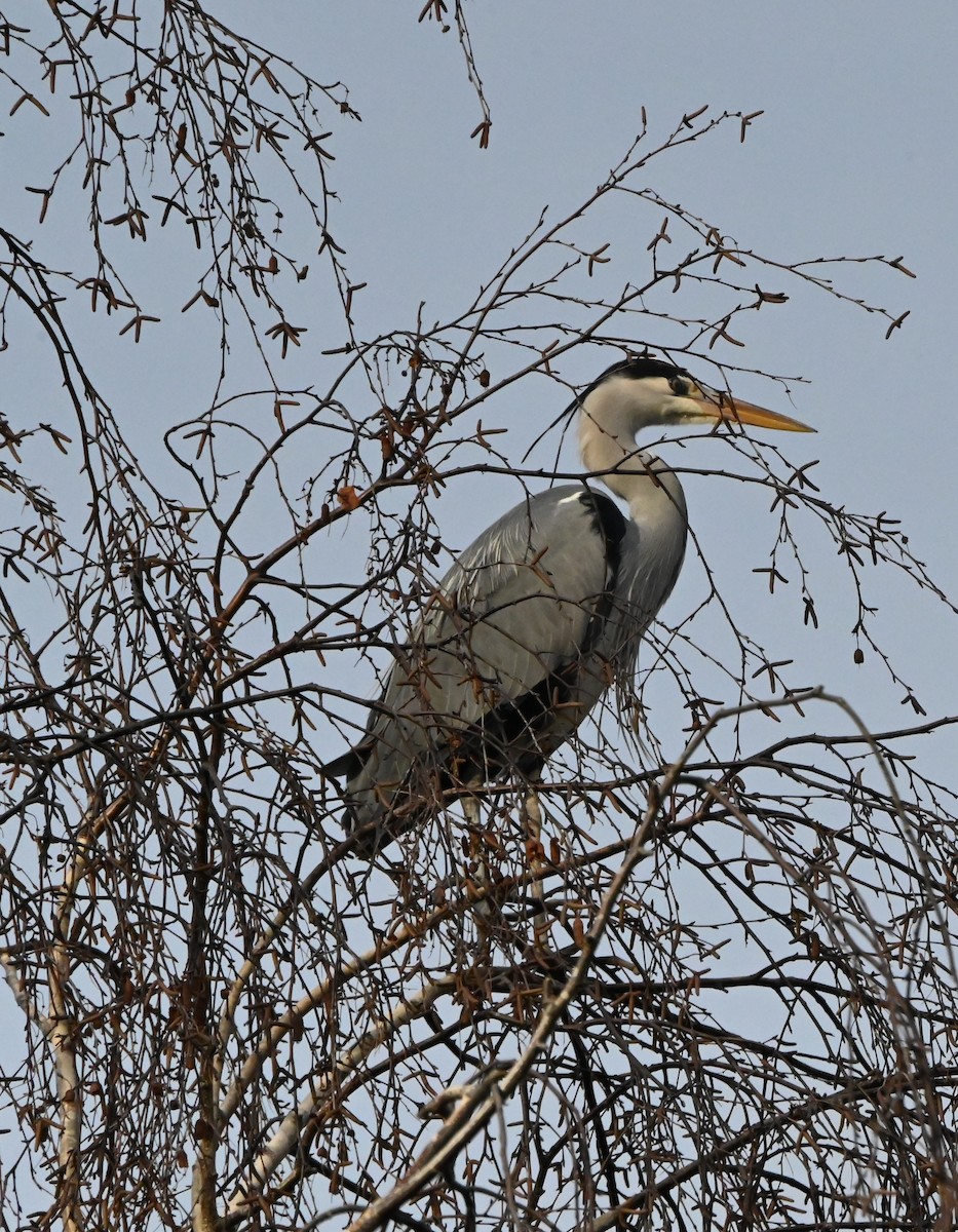 Gray Heron - ML647353263