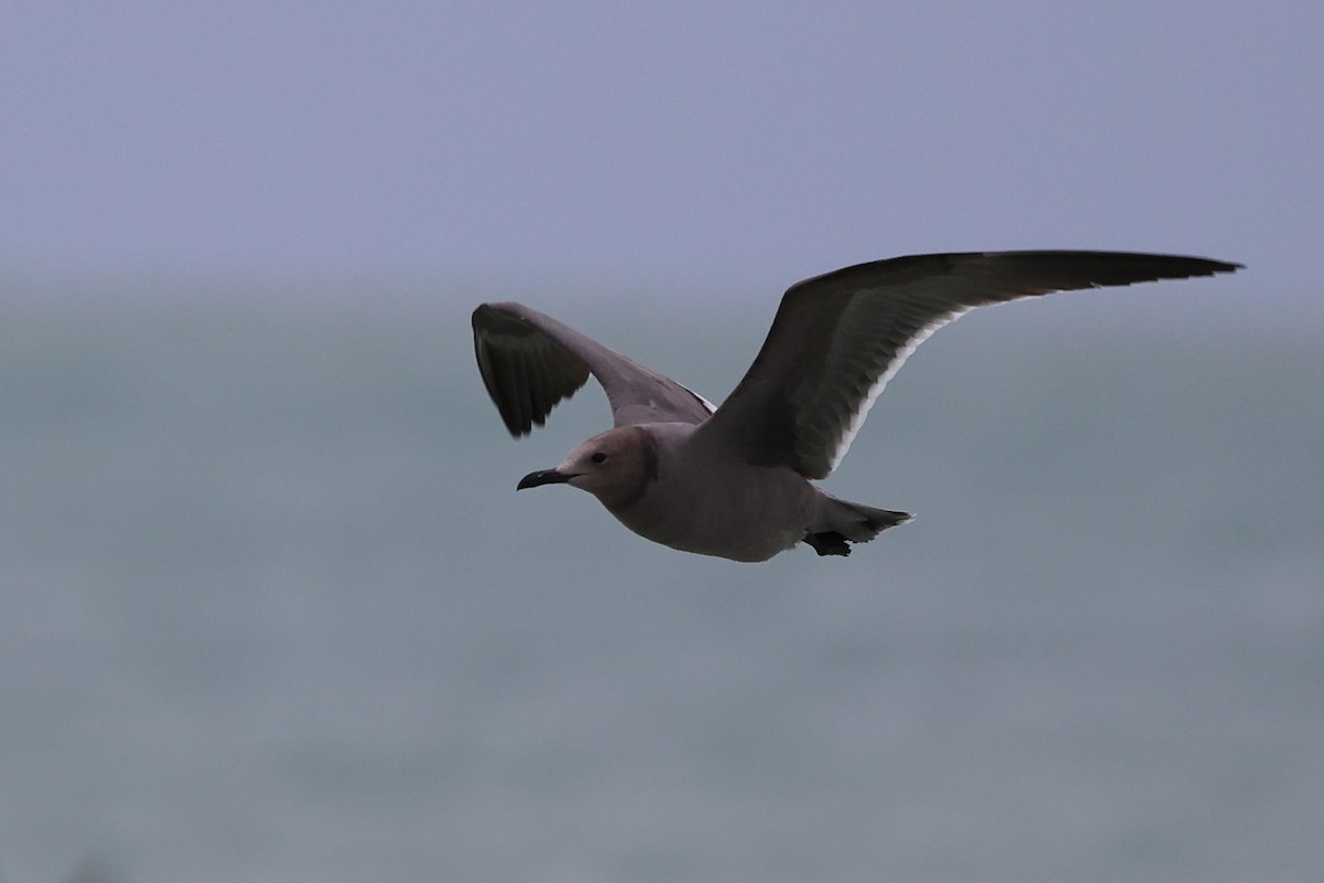 Gray Gull - ML647353264