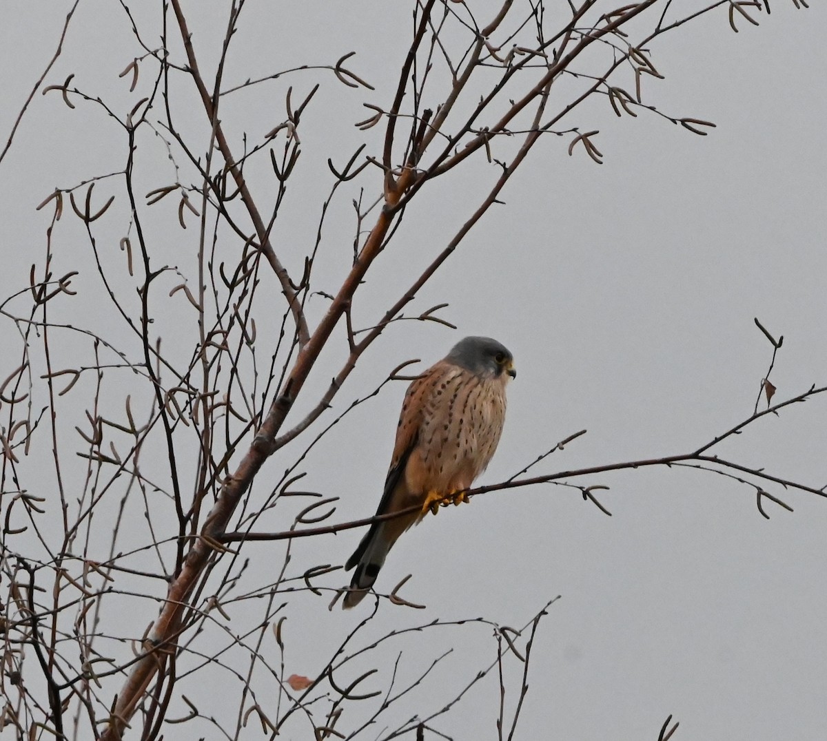 Eurasian Kestrel - ML647353274