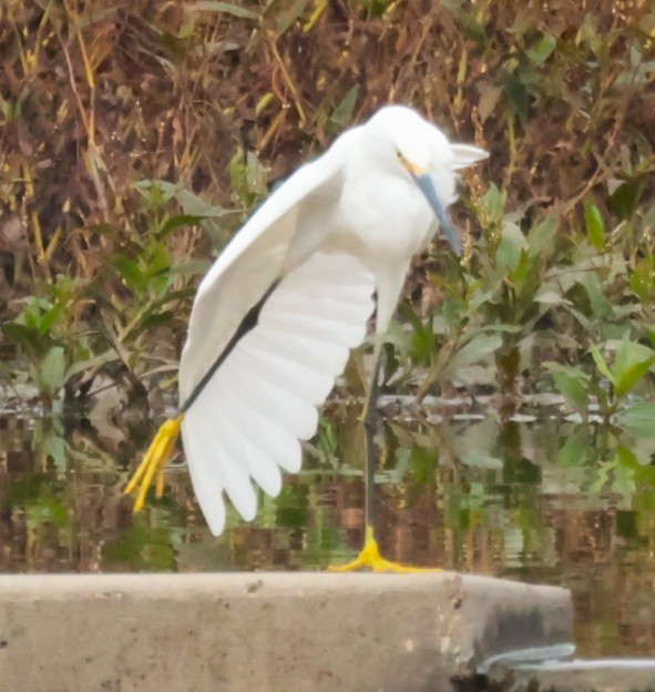 Snowy Egret - ML647353275