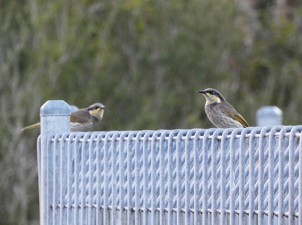 Mangrove Honeyeater - ML647353277