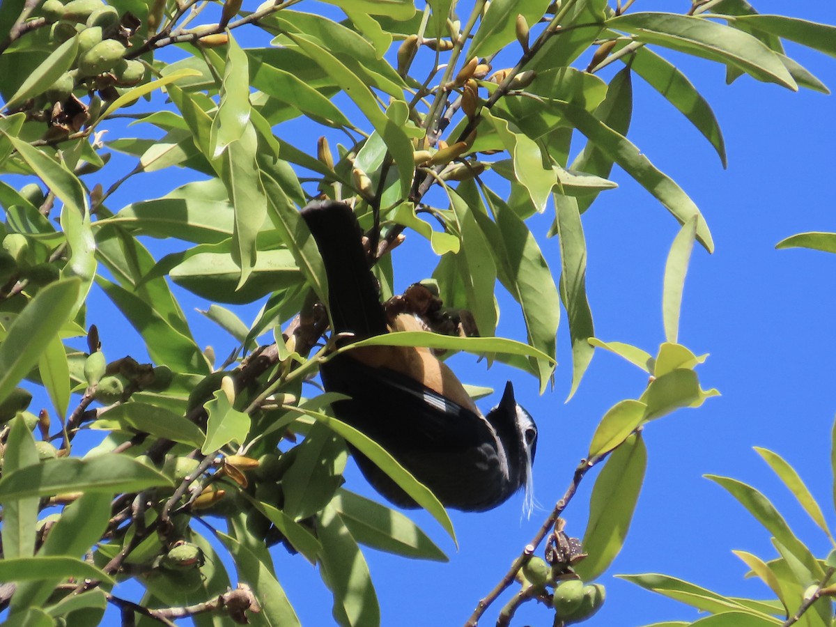 dusksibia - ML647353280