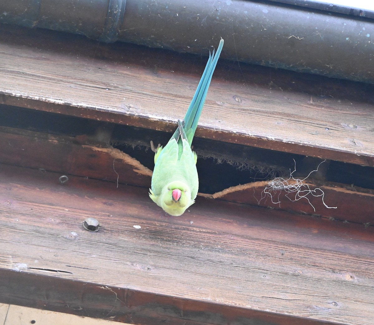 Rose-ringed Parakeet - ML647353281