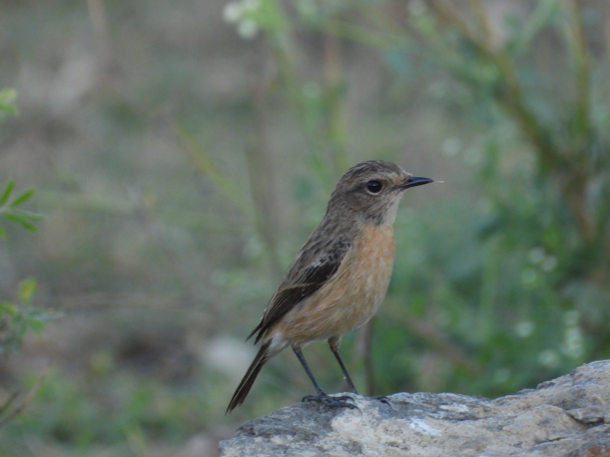 Pallasschwarzkehlchen - ML647353282