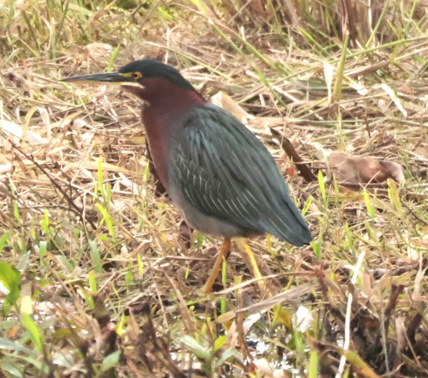 Green Heron - ML647353286