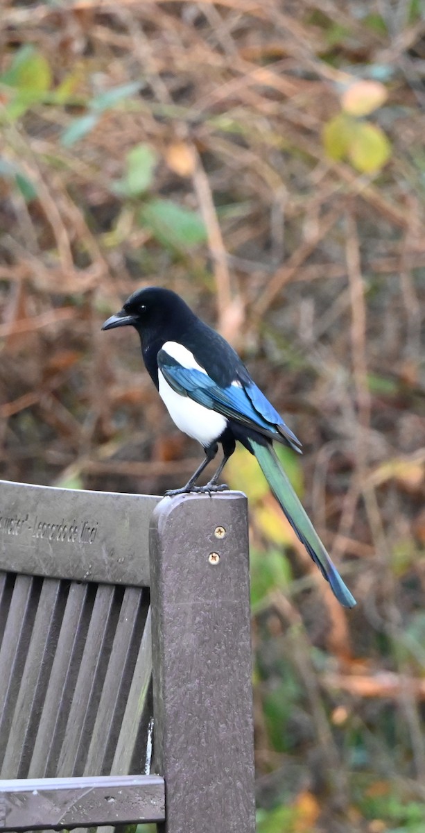 Eurasian Magpie - ML647353287