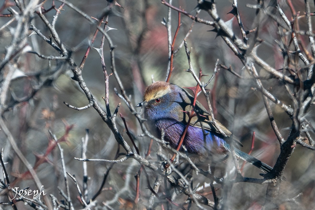 White-browed Tit-Warbler - ML647353298
