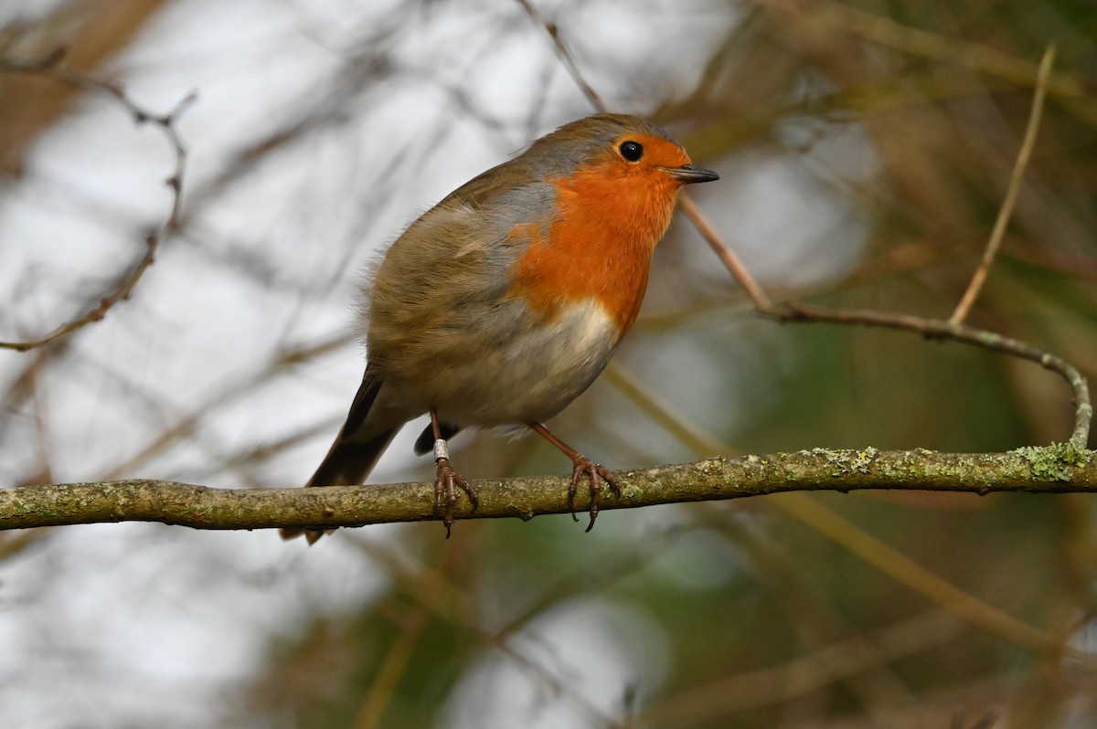 European Robin - ML647353300