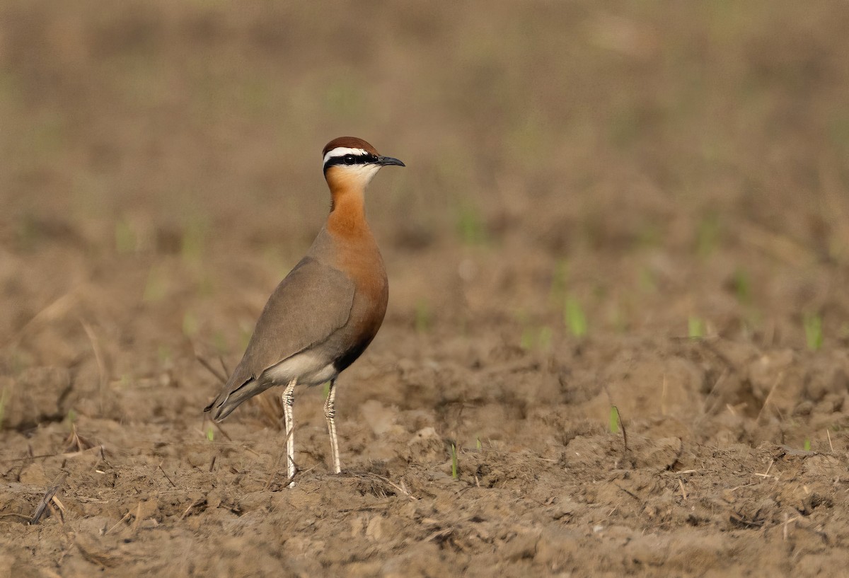 Indian Courser - ML647353301