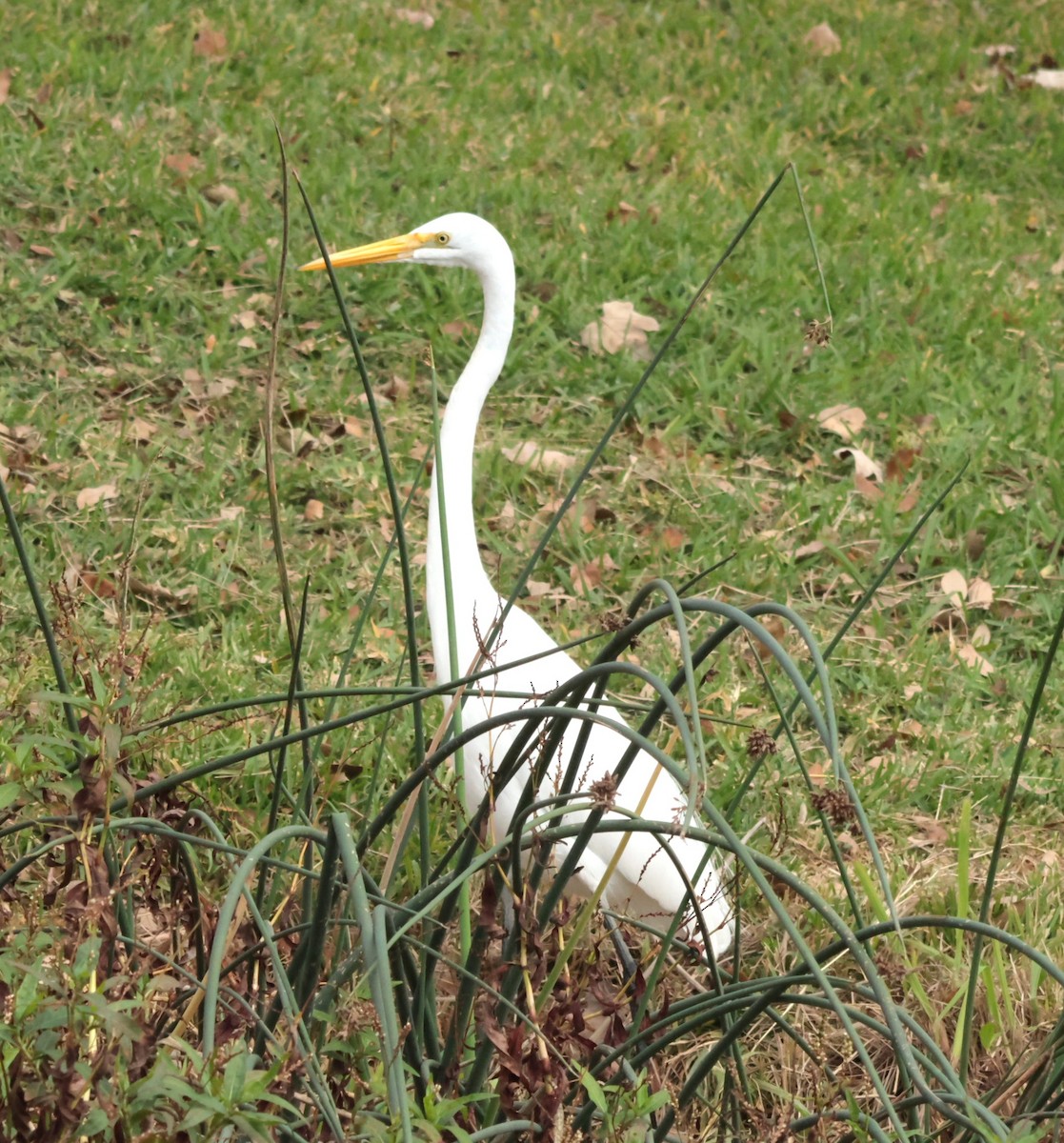 Great Egret - ML647353304