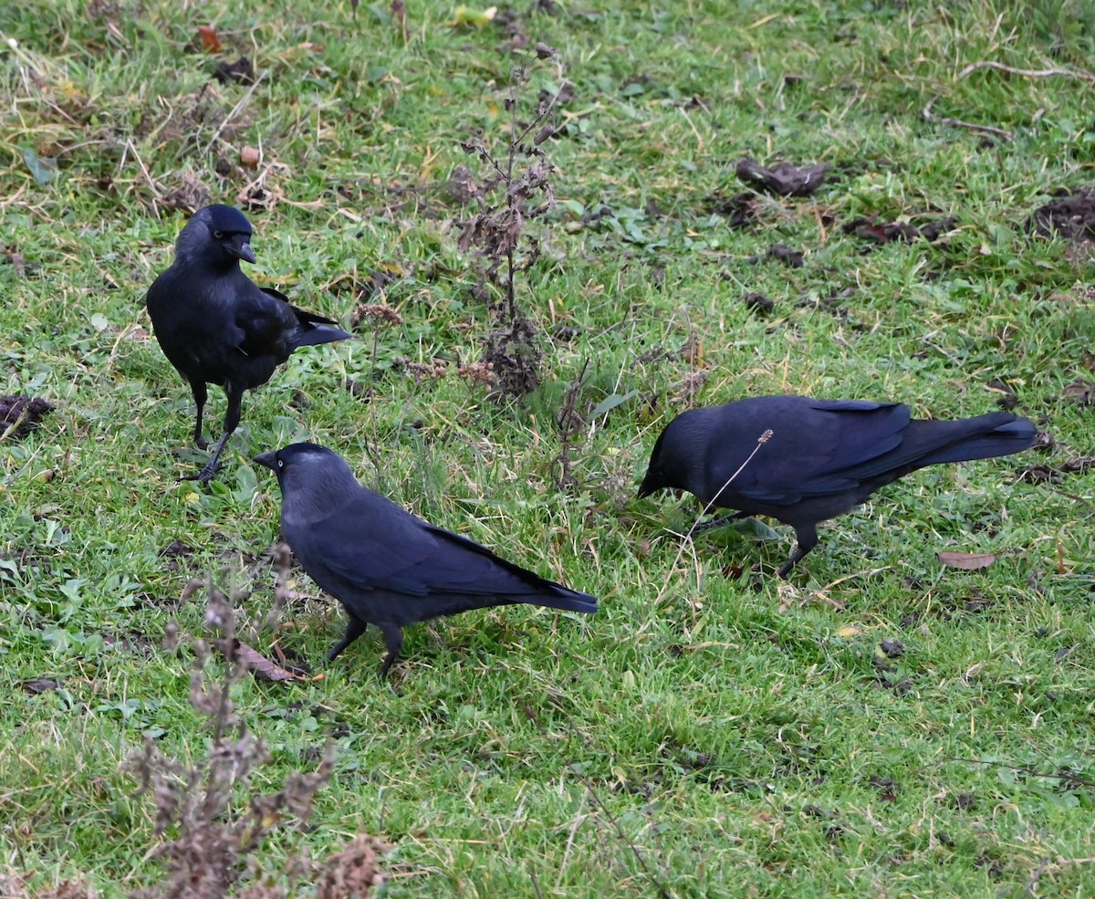 Eurasian Jackdaw - ML647353305