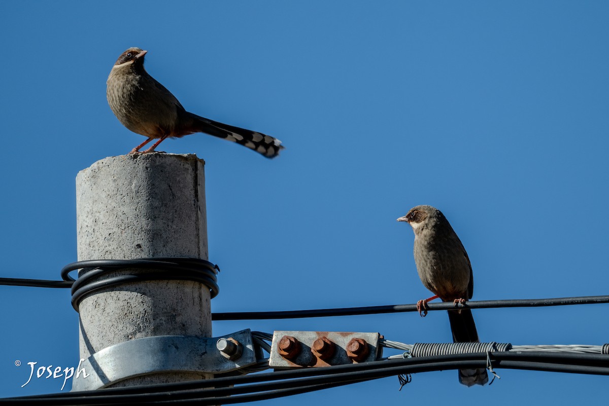 Prince Henry's Laughingthrush - ML647353306