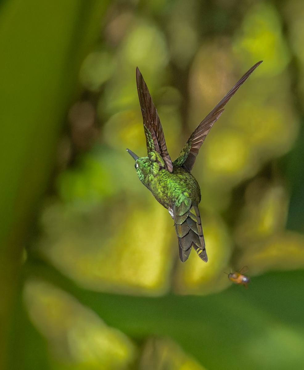 Empress Brilliant - ML647353310