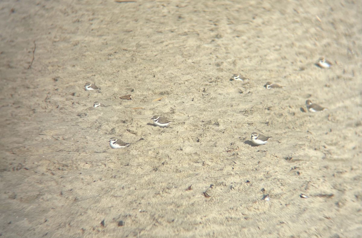 Snowy Plover - ML647353313