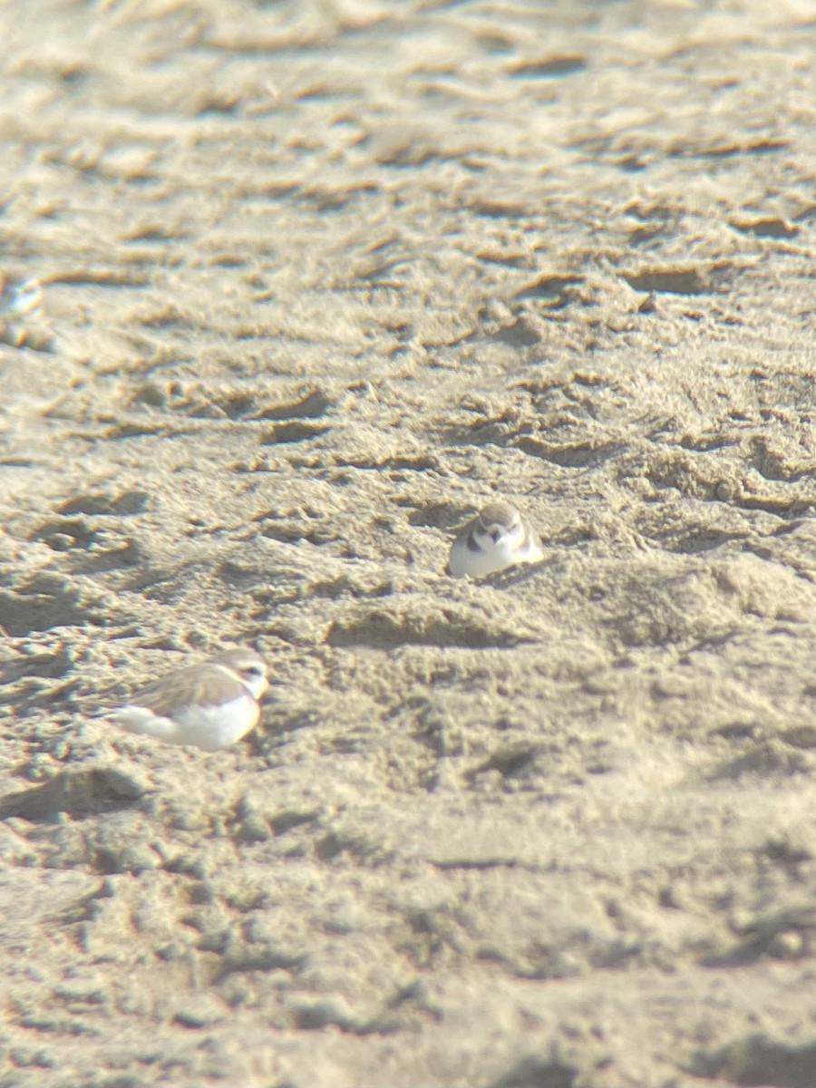 Snowy Plover - ML647353314