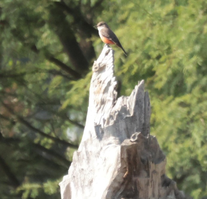 Vermilion Flycatcher - ML647353323