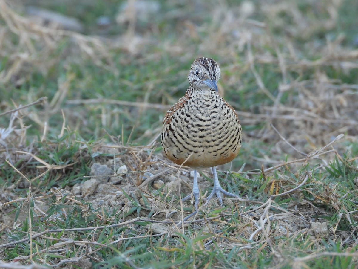 båndspringvaktel - ML647353327