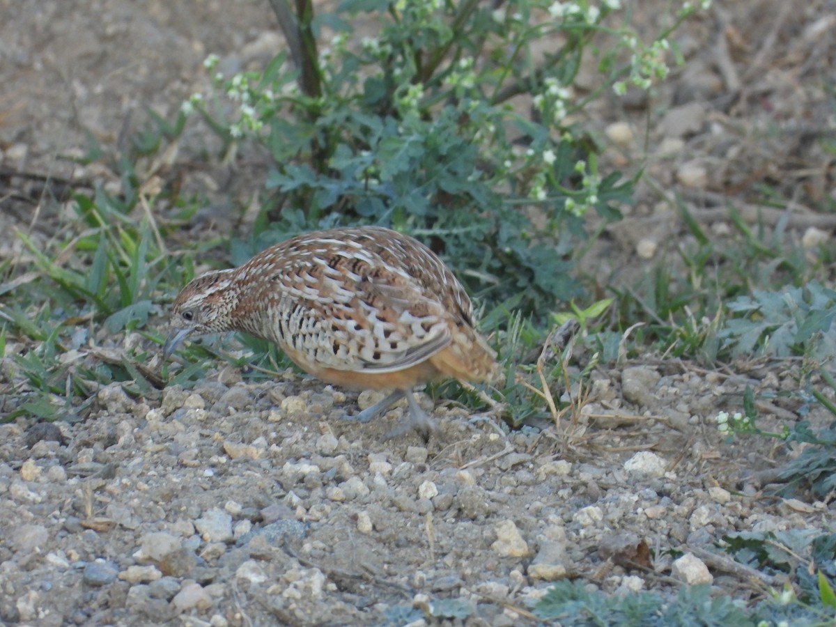 båndspringvaktel - ML647353328