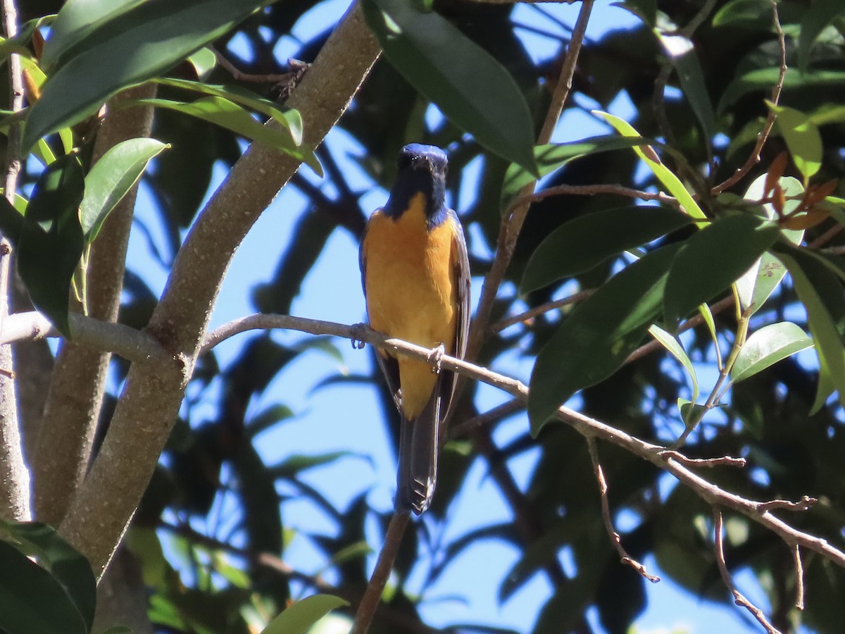 Taiwan Vivid Niltava - ML647353330