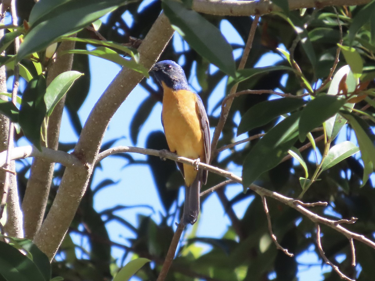 praktniltava - ML647353331