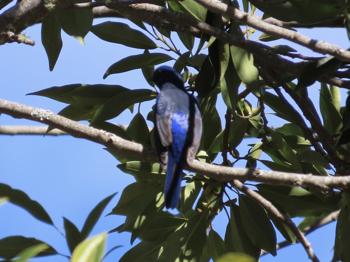 praktniltava - ML647353333