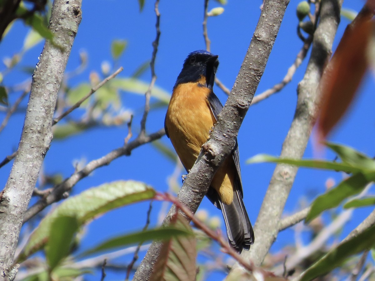 Taiwan Vivid Niltava - ML647353334