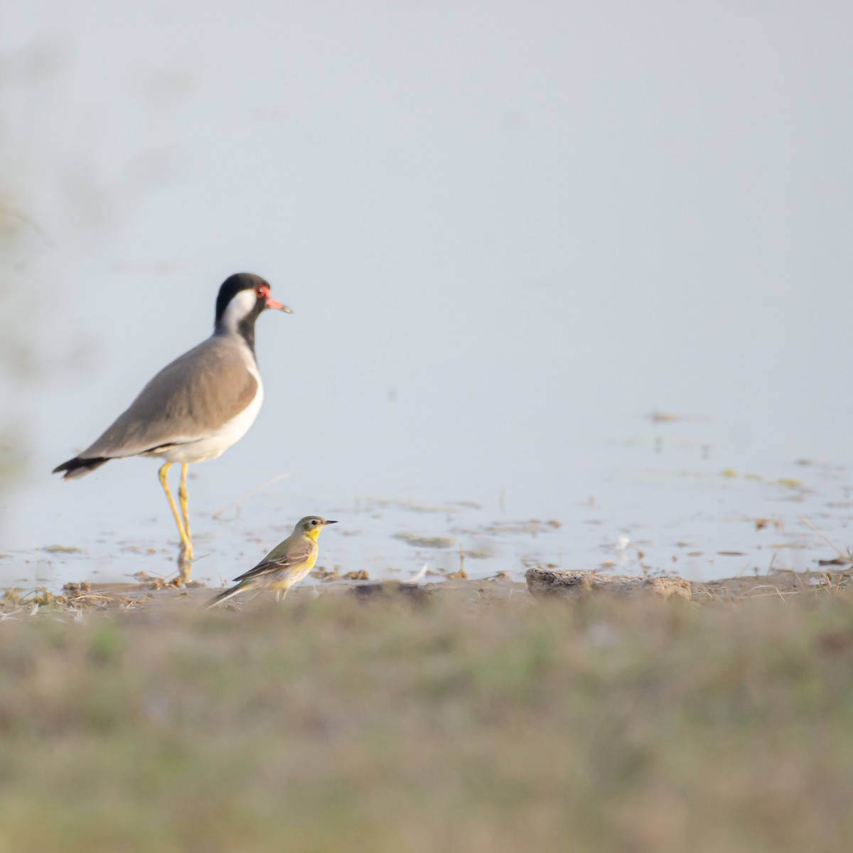 sitronerle - ML647353337