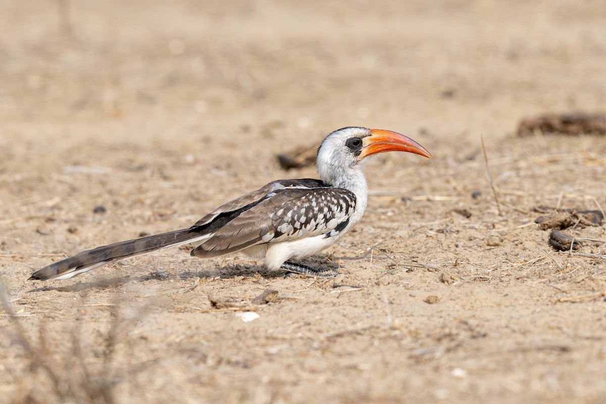 guineatoko - ML647353338