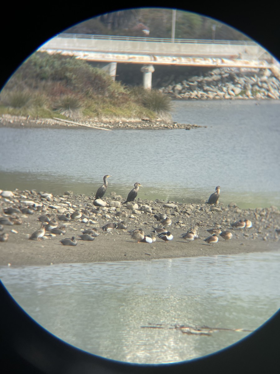 totoppskarv - ML647353339