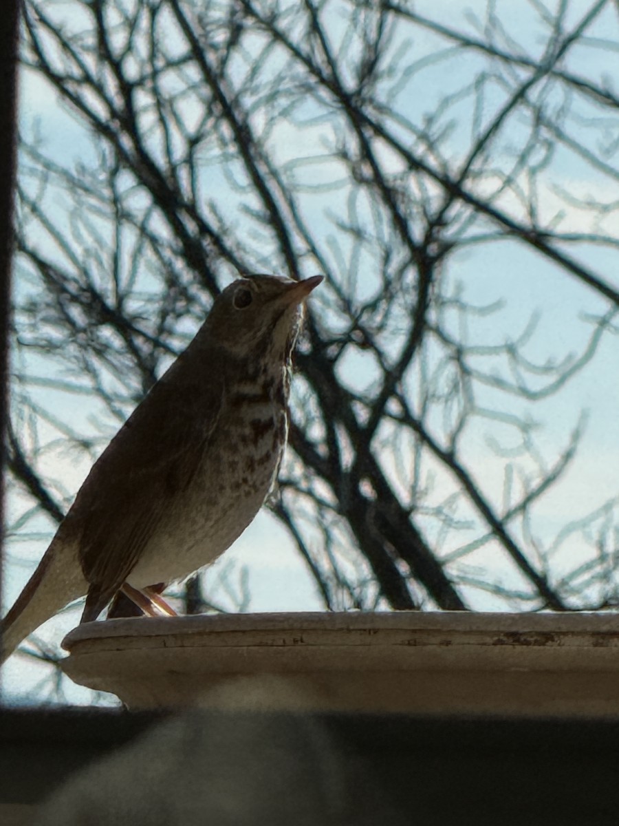 eremittskogtrost - ML647353340