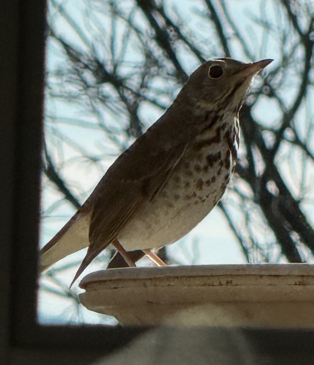 eremittskogtrost - ML647353341