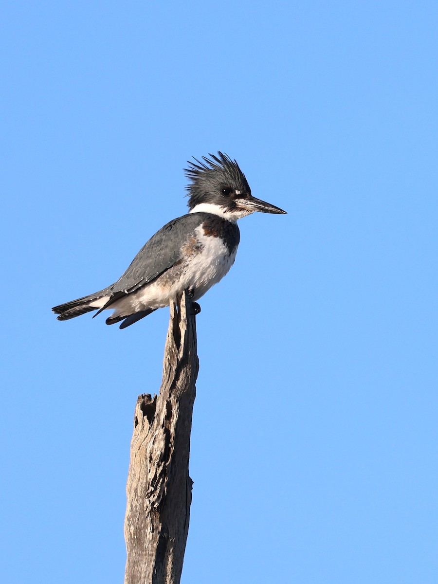 belteisfugl - ML647353344