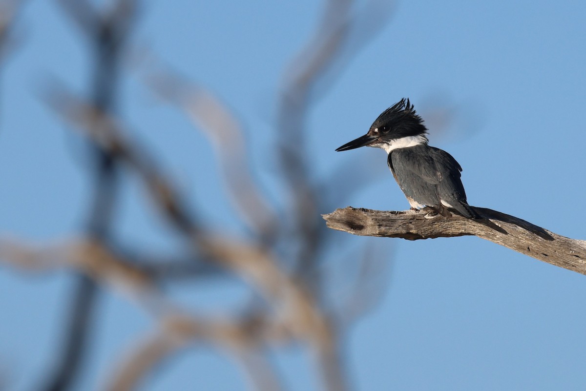 belteisfugl - ML647353345