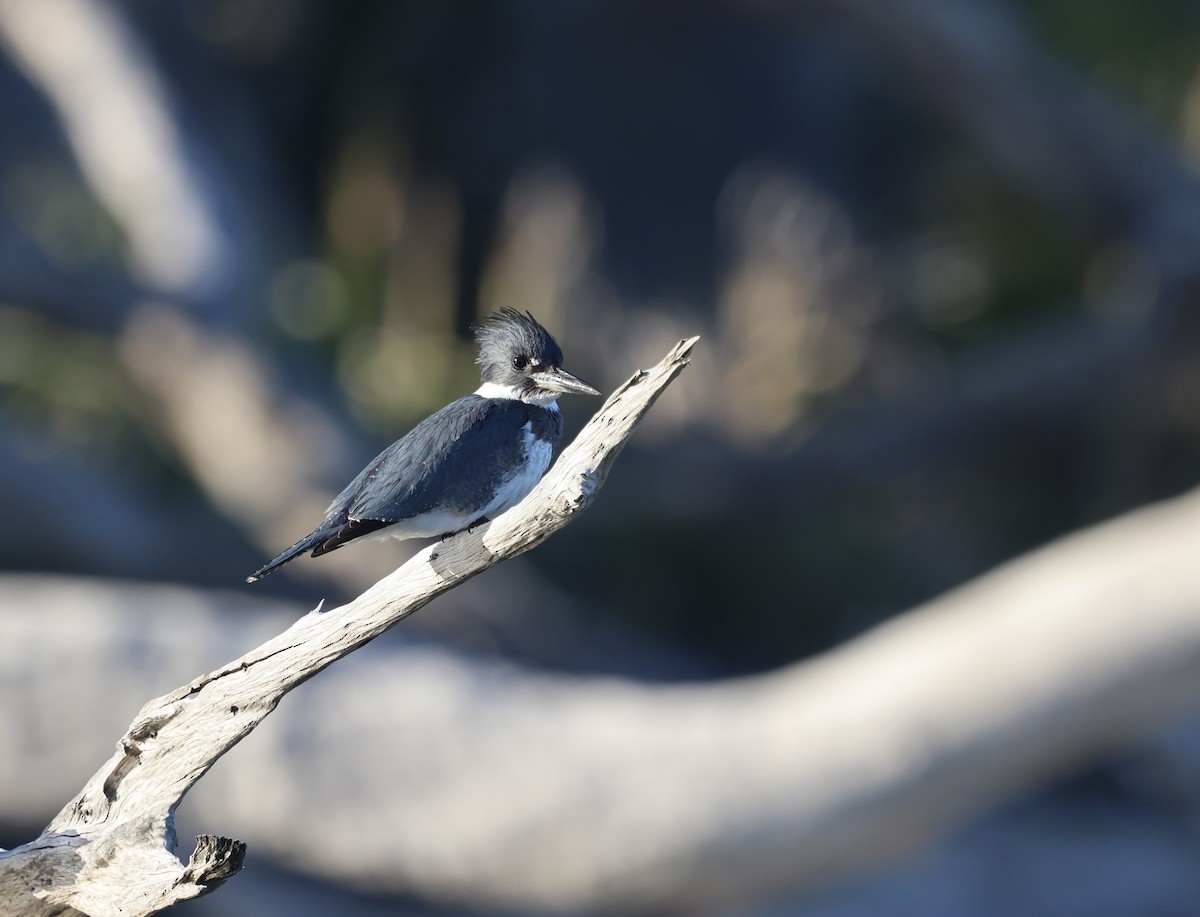 belteisfugl - ML647353346