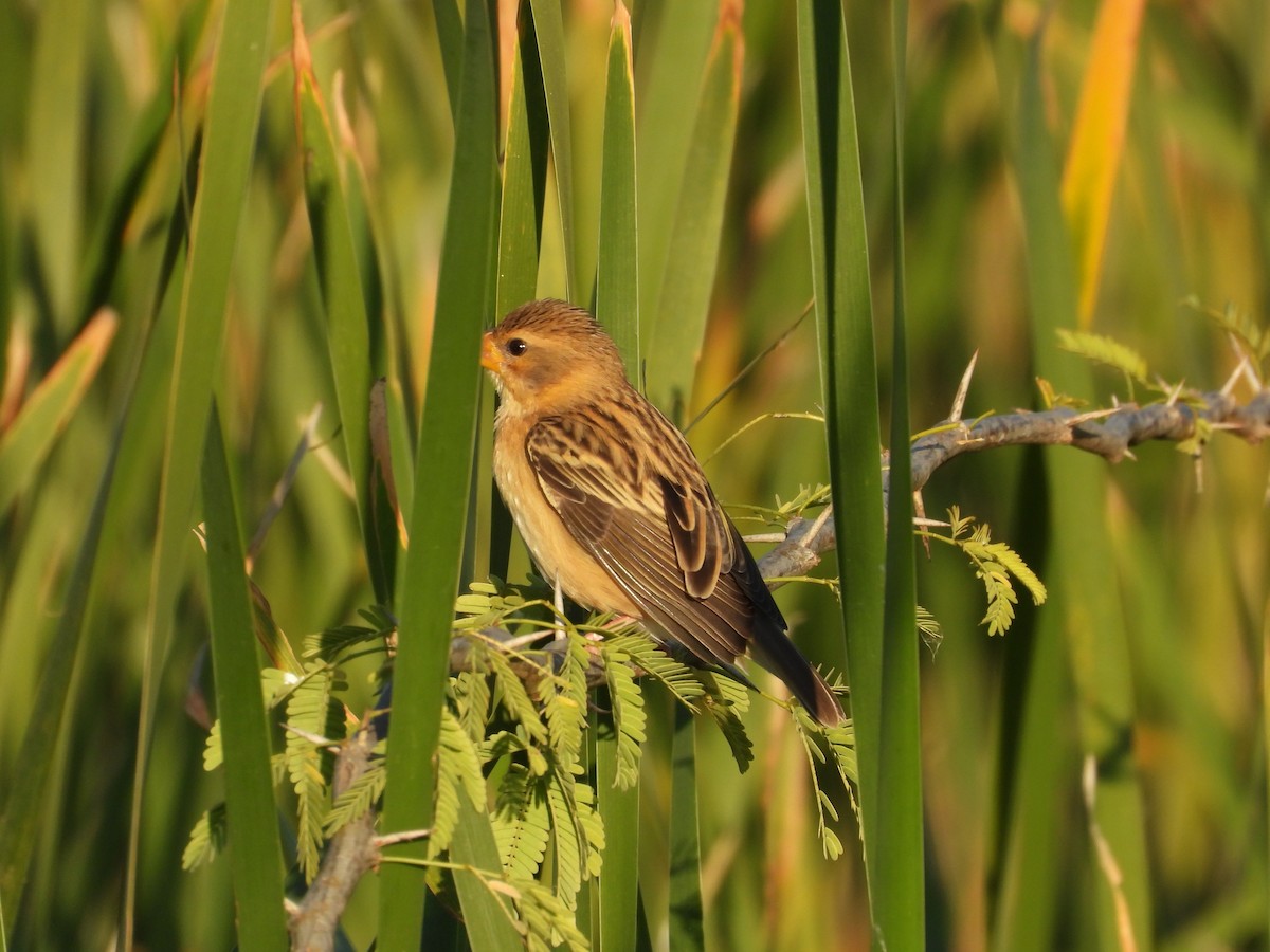 bayavever - ML647353347