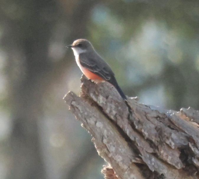 rubintyrann - ML647353348