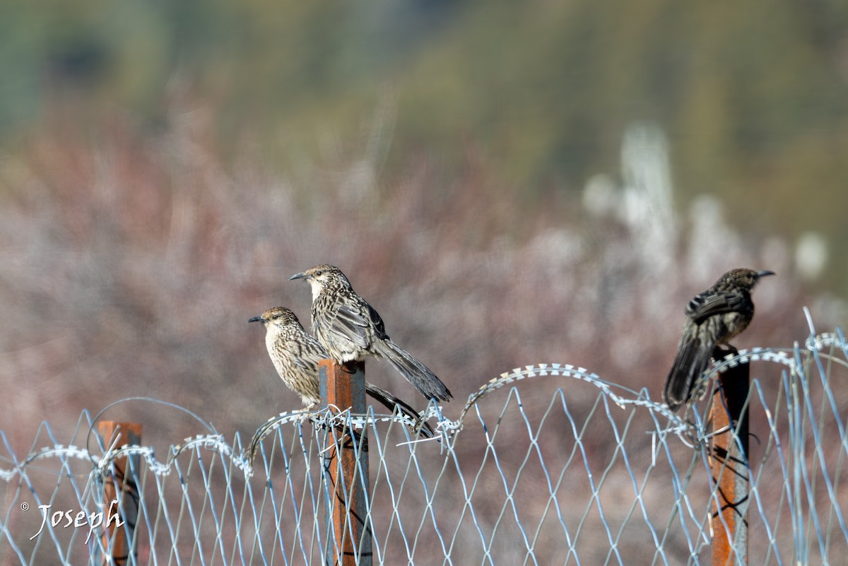 storbabaks - ML647353350