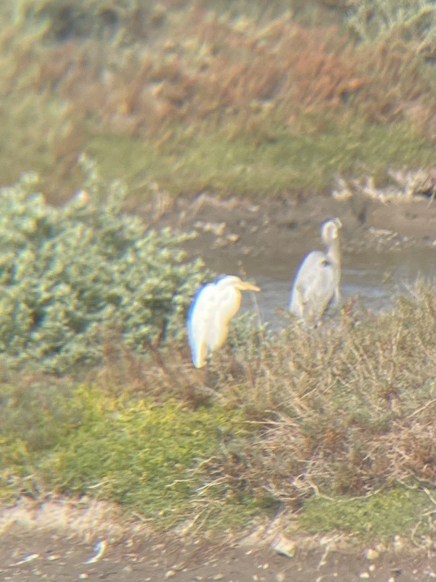 egretthegre - ML647353351