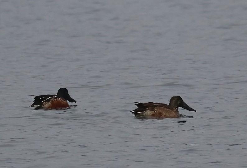 skjeand - ML647353355