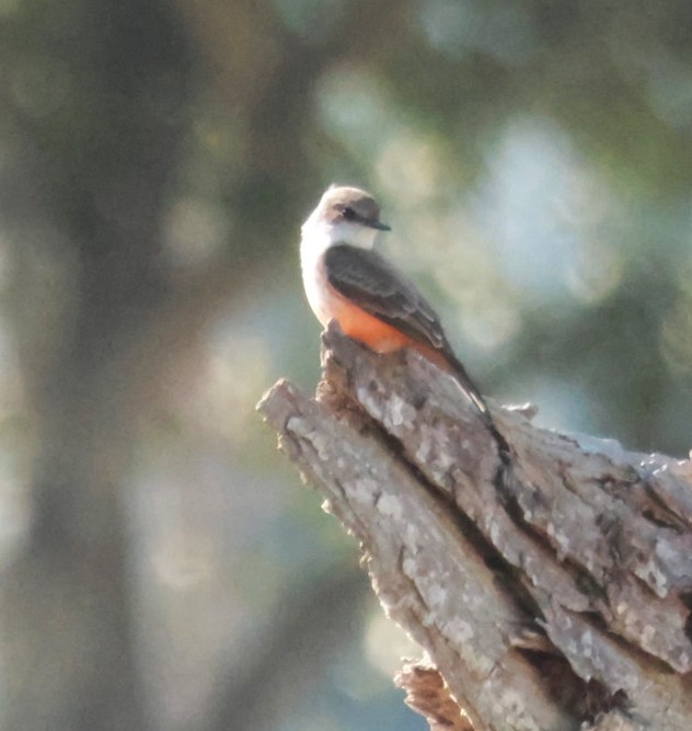 rubintyrann - ML647353356