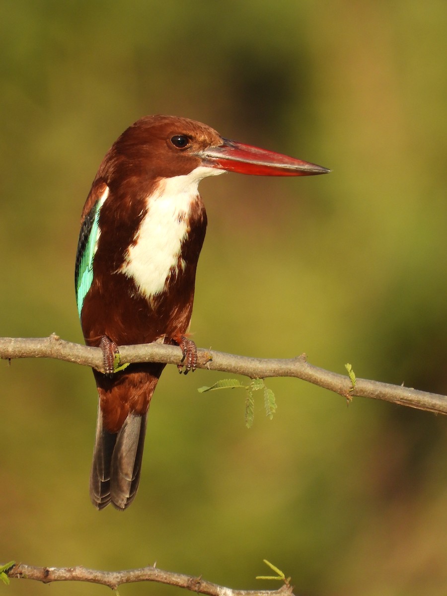 kastanjeisfugl - ML647353357