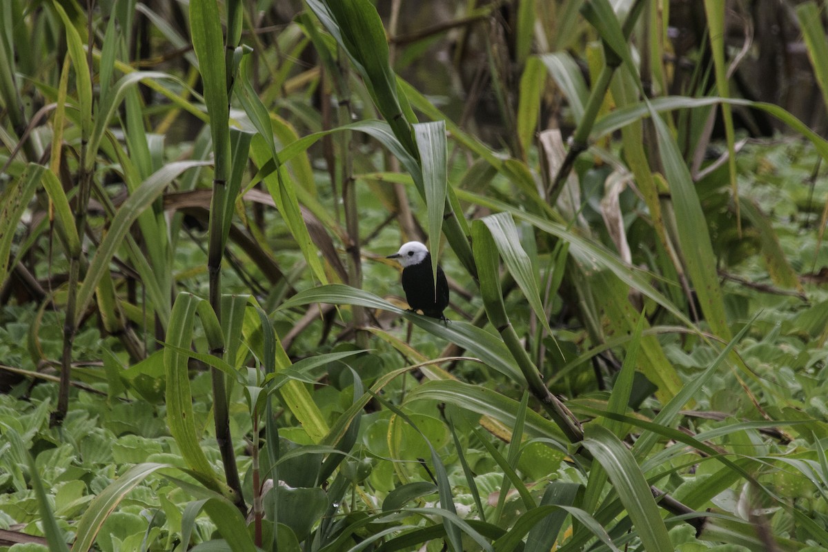 hvithodetyrann - ML647353358