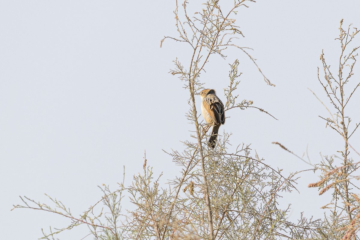 surregressanger - ML647353359