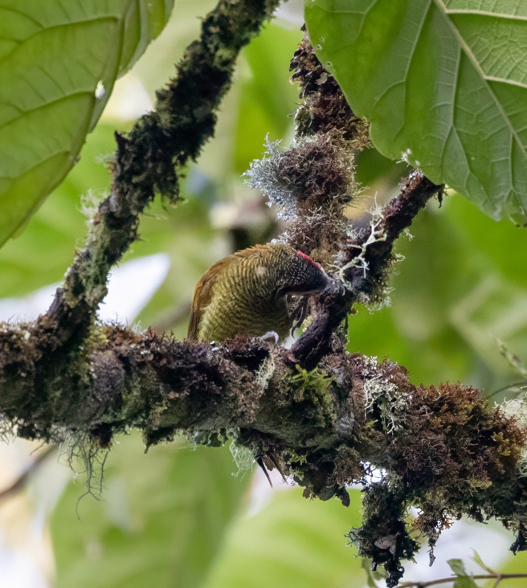 olivenspett - ML647353360