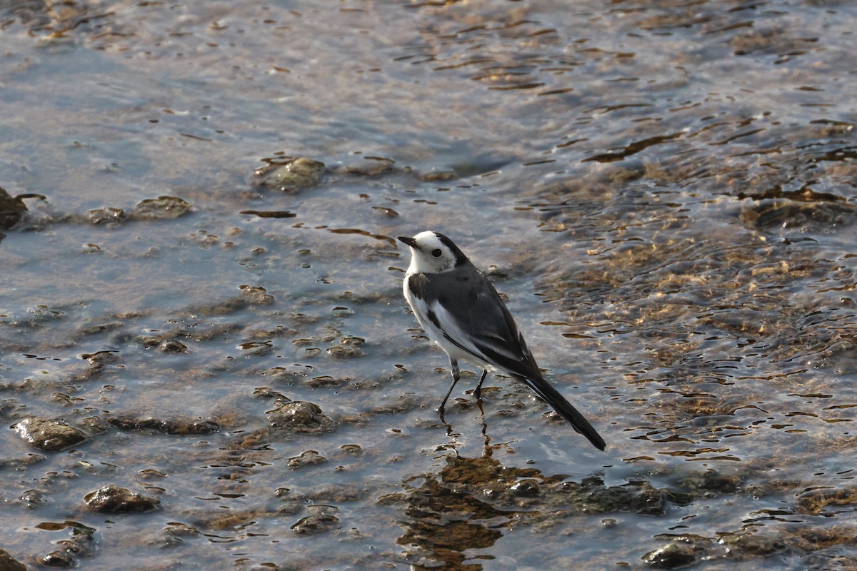 linerle - ML647353361