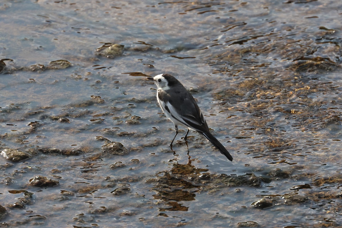 linerle - ML647353362