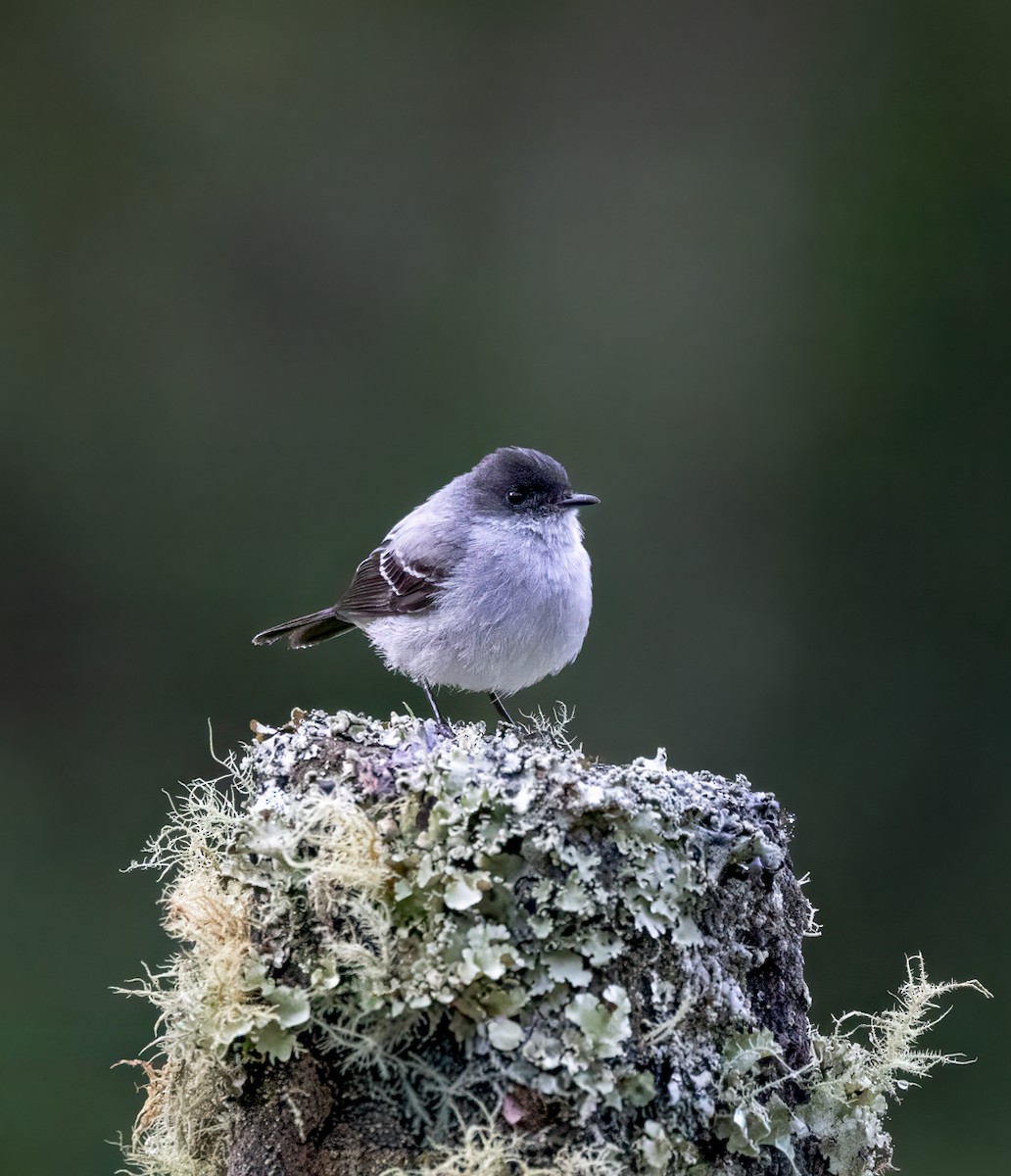 Torrent Tyrannulet - ML647353366